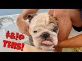 Reuben the Bulldog: Back To the Bath