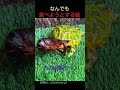 なんでも食べようとする蛙