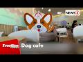 Corgi-themed cafe, patok sa Quezon City | Frontline Weekend