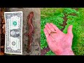 Searching TINY Streams for Colorful Little Salamanders!! - Giant Spring Salamander and more!