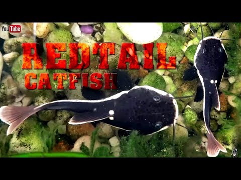 REDTAIL CATFISH feeding time (my baby monster fish) 