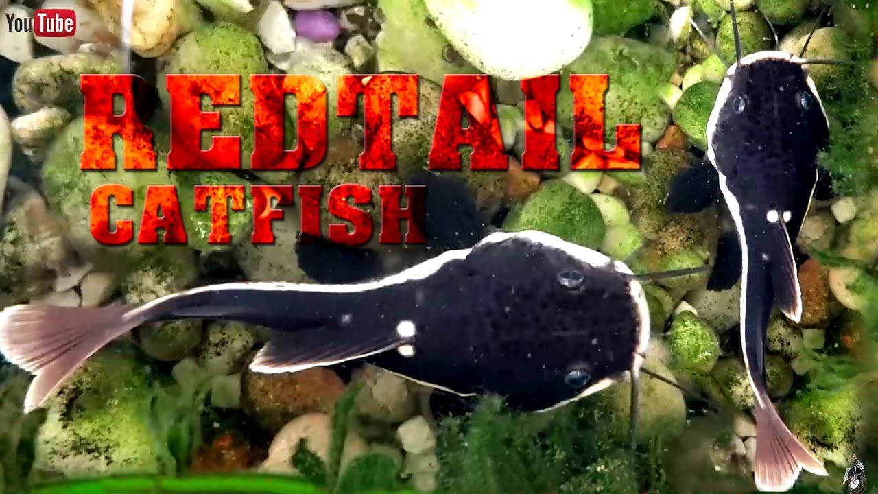 REDTAIL CATFISH feeding time (my baby monster fish) 