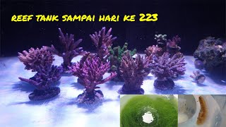 REEF TANK SAMPAI HARI KE 223 | AKUARIUM AIR LAUT | TERUMBU KARANG | CORAL