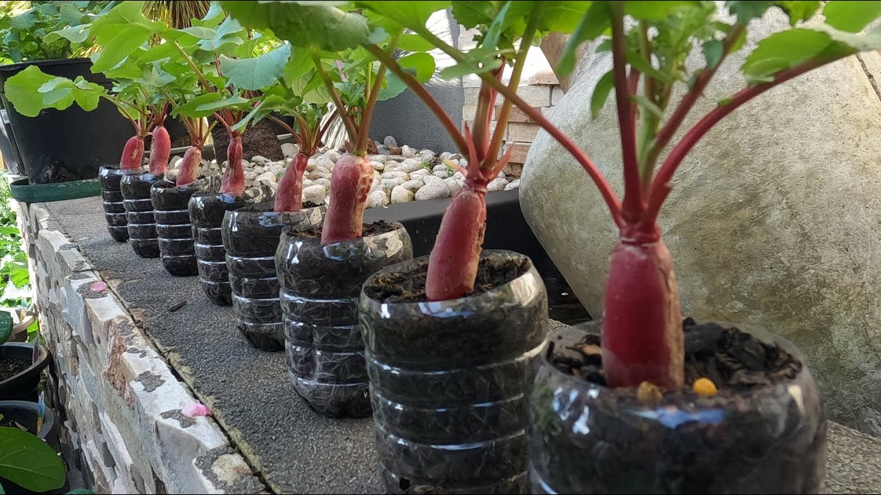 Growing cute little radish in recycle plastic bottles, trồng củ cải đỏ ...