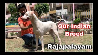 Punjab ~ First Time On YouTube Rajapalayam Our Indian Dog Breed