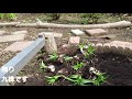 シラー株分け那須畑201003 1