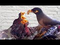 Bird feeding and raising their chick in the nest