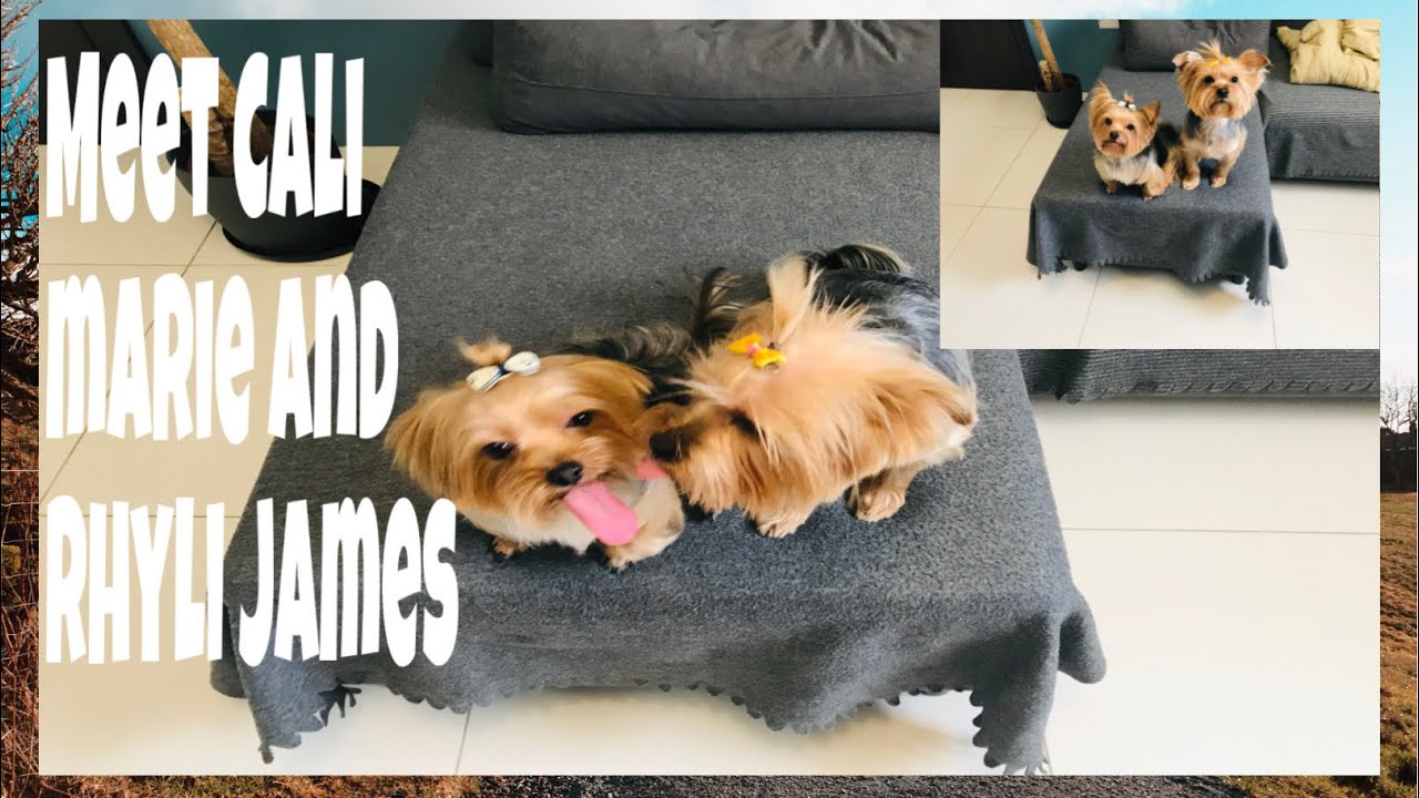 Yorkie puppies YouTube