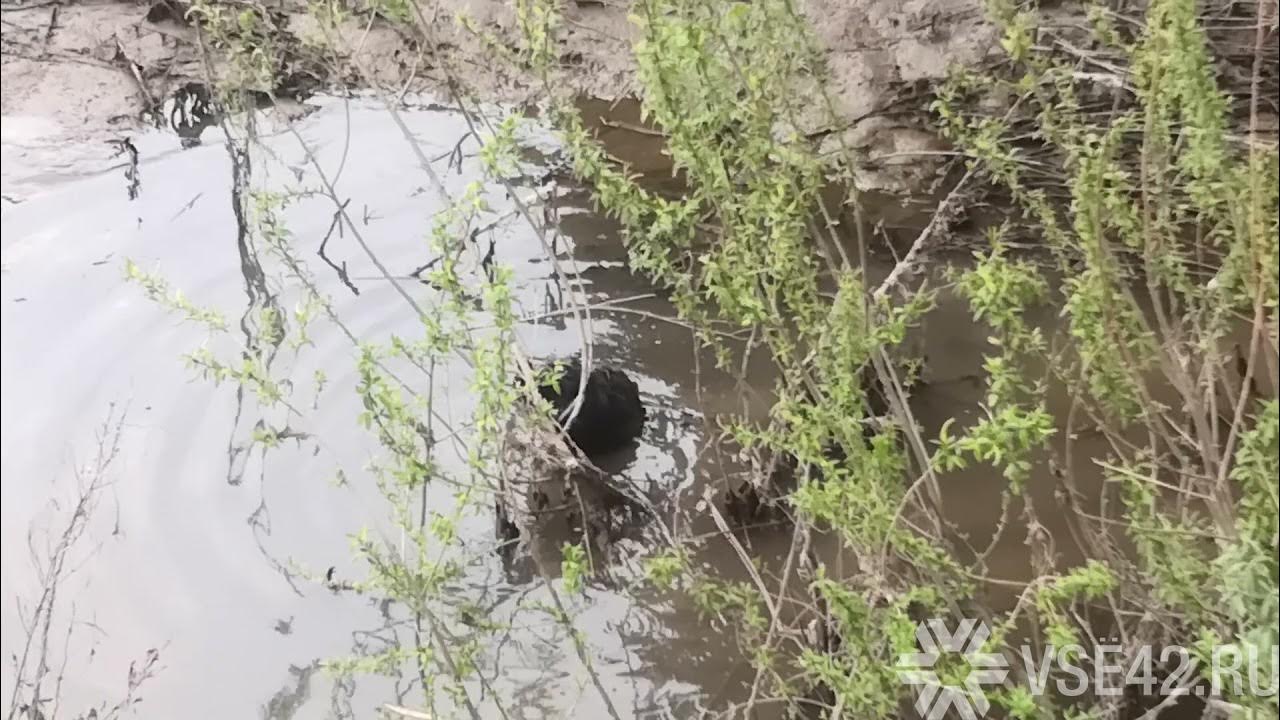 Река искитимка в сибири
