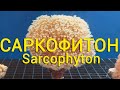 cаркофитон. sarcophyton.мягкий коралл.