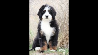 Izzy Mini Bernedoodle Training