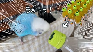 [Subtitles] I Gave the Budgie a Bunch of Bottle Caps He Likes!