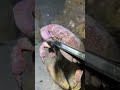 Hidden Monster Revealed！WM01227 #seafood #crab #fishing #fish