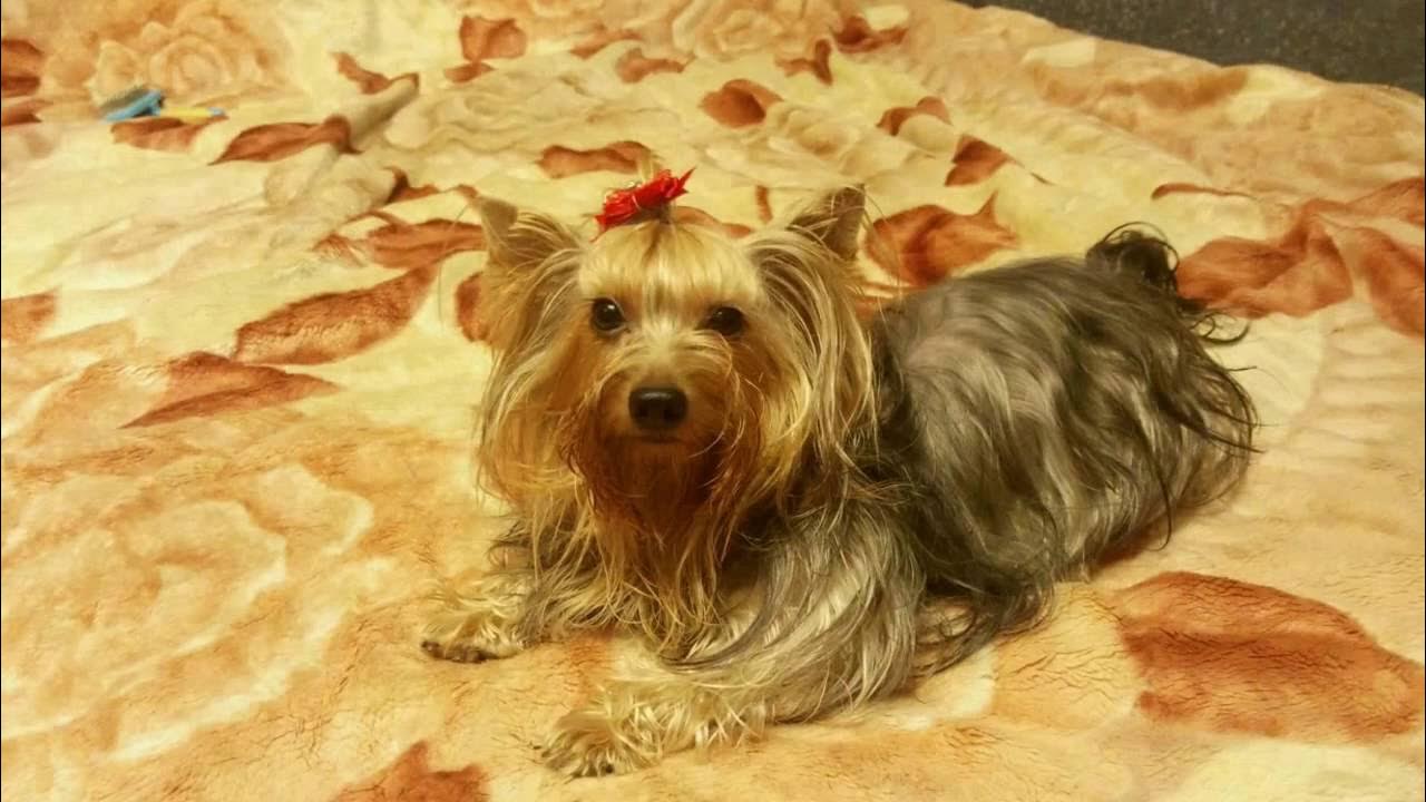 щенки йорка объявление группа. йоркширский терьер 3 кг. щенки йорка 1 день. йорк 3 месяца. щенки йоркширского терьера стандарт.