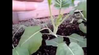 Chinese Kale (Kailan)--Introduction to Asian Vegetable