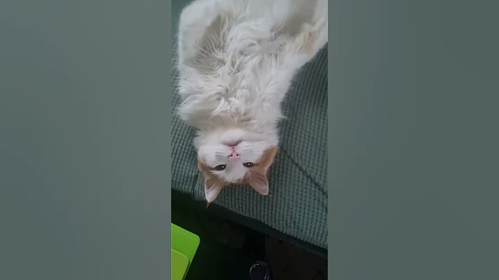 Video 9678421: turkish angora kitten cat, cute turkish angora cat, cat cute kitten fluffy