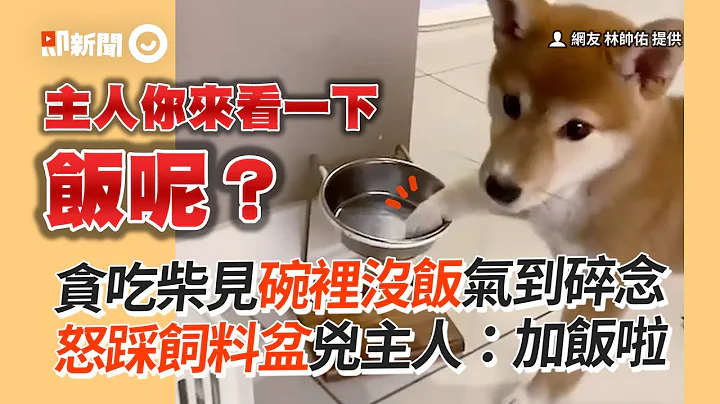 柴犬見碗裡沒飯狂碎念　怒踩飼料盆兇主人｜狗｜寵物｜吃貨｜精選影片 - 天天要聞