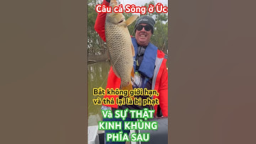 🇦🇺#shorts Câu cá nước ngọt ở Úc dính cá chép Khủng, bắt tự do và sự thật “kinh khủng” phía sau.