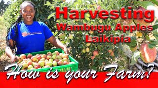 harvesting Wambugu Apples in Laikipia #wambuguapples#agribusiness#africanapples