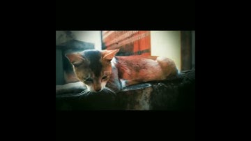 MY LAZY DAY 🐈/LAZY CAT/CUTE CAT #shorts #youtubeshorts #viral #short #cute#cat#cats#catvideos #love