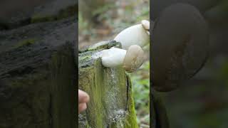 Harvesting mushrooms, the start of a peaceful day #cooking #harvesting #wildernesscooking