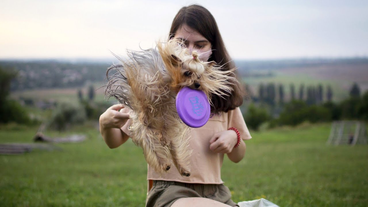 Dog frisbee Yorkshire terrier Йоркширский терьер фризби / freestyle