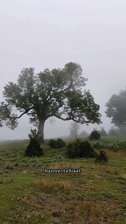 Mazandaran - Iran - لیلا خانم -  مازندران