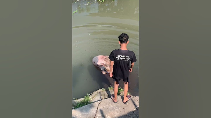Momen tak terlupakan Idul Adha 2024 ! Part 1, apakah terselamatkan ? #fyp #viralvideo #funny #shorts