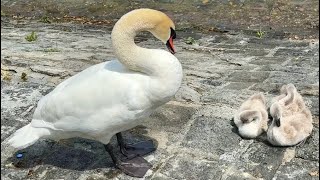 Die reinliche Schwanenfamilie vom Vierwaldstättersee