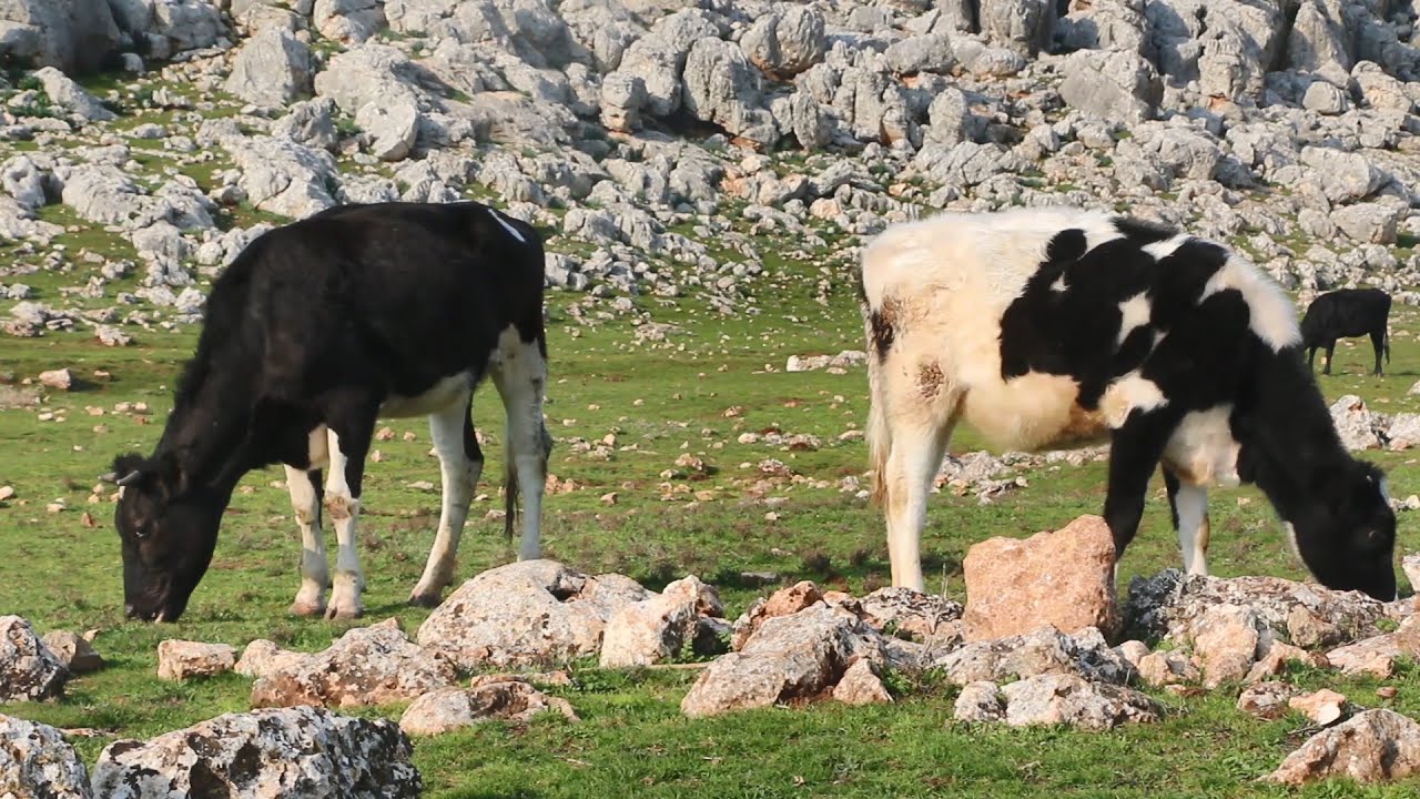 تربية الأبقار مصدر رزق لأهالي قرية المعزولة في ريف إدلب