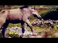 حكم المنية في البرية جاري حالات وتس حزينة ستوريات جهادية