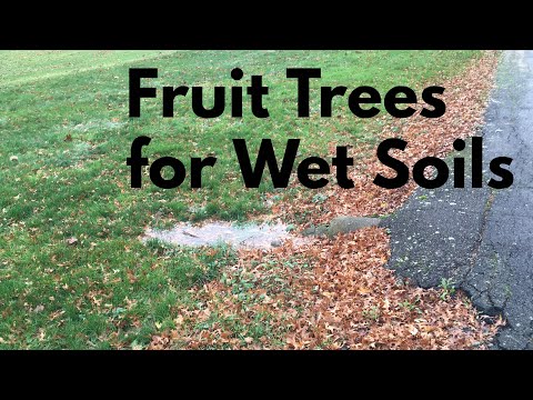 Video: Fuktälskande fruktträd – fruktträd som växer under våta förhållanden