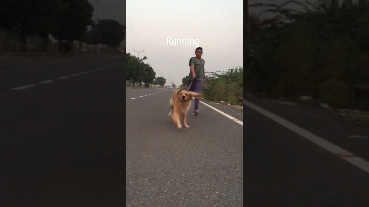 Golden Retriever running vs sleeping