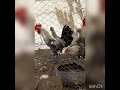 صوت تحفيز الدجاج علي التزاوج