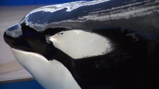 Tilikum's true story