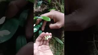 Bulbophillum Sp Anggrek Langka Didalam Hutan Sumatera  orchid anggrekhutan anggrek shorts