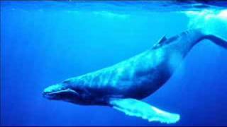 belly of the whale *lyrics in description*
