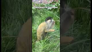 Wildlife Awaits at Chessington!