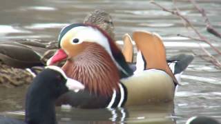Mandarin Duck (Aix galericulata)