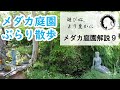 【めだか庭園解説09】メダカ庭園をぶらり散歩　めだか飼育　めだかの楽しみ方　2020年