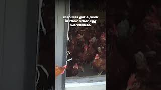 A barn at this egg factory farm collapsed and killed many hens