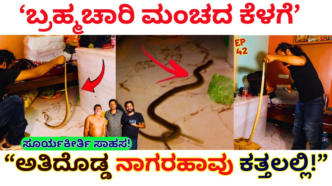 "ಅತಿದೊಡ್ಡ ನಾಗರಹಾವು ಕತ್ತಲಲ್ಲಿ ಬ್ರಹ್ಮಚಾರಿ ಮಂಚದ ಕೆಳಗೆ! ಕೊನೆಗೆ ಏನಾಯ್ತು!! -E42-Snake Shyam-Suryakeerthi