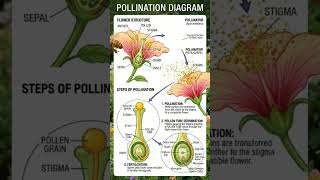 pollination in flowers #biology #shortvideos #science #study #shorts