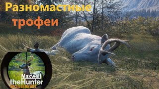 theHunter: Call of the Wild.Разномастные трофеи