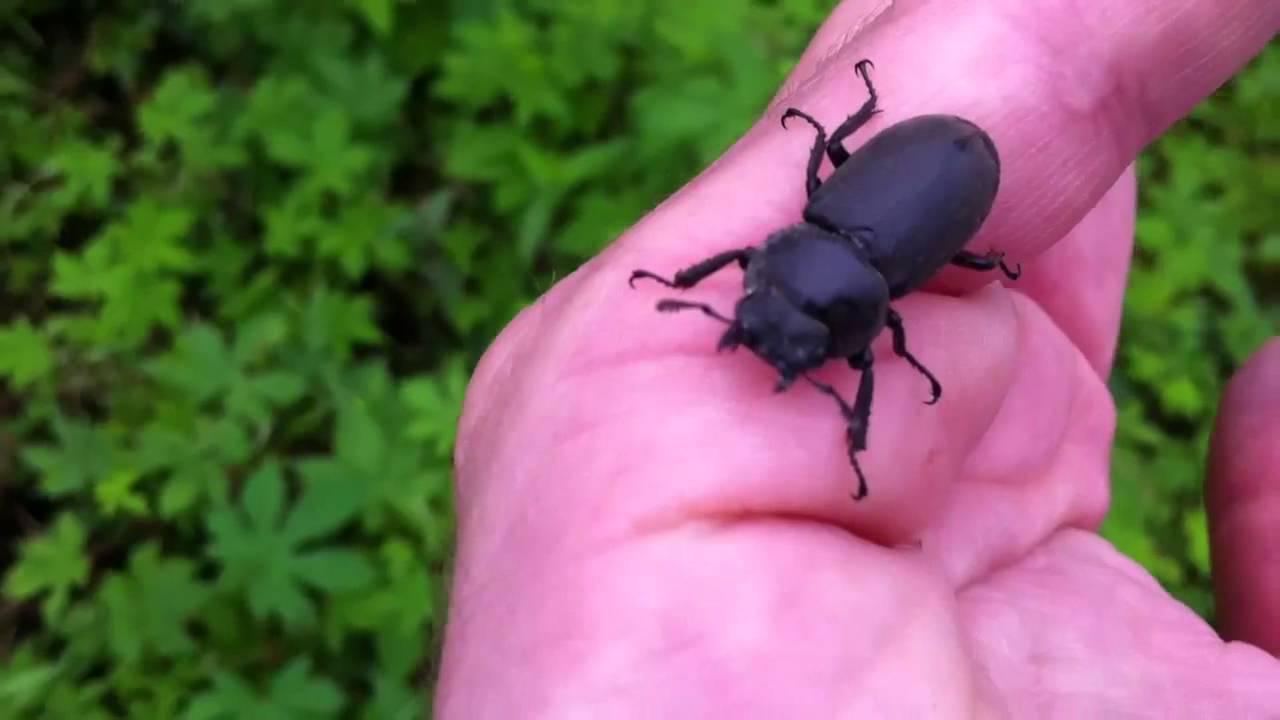 Do Asian Beetles Bite 31
