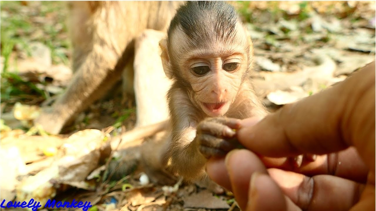 Gentle and Friendly baby Monkey Maci. Super Cute