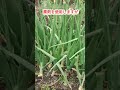 タマネギベト病対策、今年からは貝殻石灰に草木灰を加えて対応＃shouts＃ベト病　＃タマネギ栽培　＃たまねぎ栽培　　＃家庭菜園