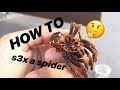 NO MORE ASSUMING GENDERS ~ How to tell if your TARANTULA is MALE or FEMALE
