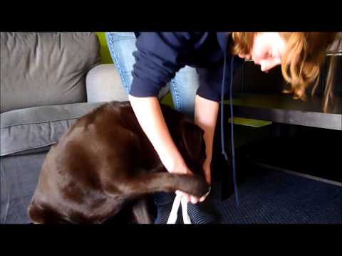Gauze muzzle - Julie Van Bogaert