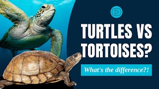 Turtles vs Tortoises: What's the Difference?! | Animal Facts for Kids